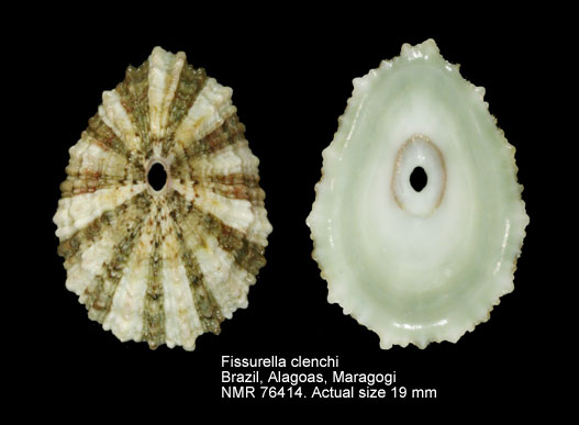 Fissurella clenchi.jpg - Fissurella clenchiFarfante,1943